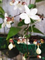 Chains-of-Glory-Plant-Clerodendrum-Smithianum-3x4-Product-Peppyflora-01-b-Moz