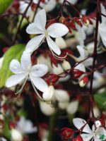 Chains-of-Glory-Plant-Clerodendrum-Smithianum-3x4-Product-Peppyflora-01-c-Moz