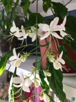 Chains-of-Glory-Plant-Clerodendrum-Smithianum-3x4-Product-Peppyflora-01-g-Moz