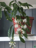 Chains-of-Glory-Plant-Clerodendrum-Smithianum-3x4-Product-Peppyflora-01-h-Moz