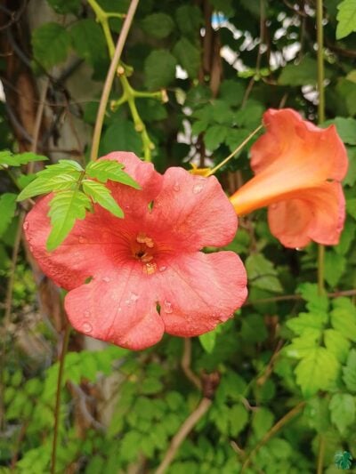 Chinese Trumpet Vine Campsis Grandiflora 3X4 Product Peppyflora 01 A Moz