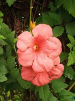 Chinese-Trumpet-Vine-Campsis-Grandiflora-3x4-Product-Peppyflora-01-b-Moz