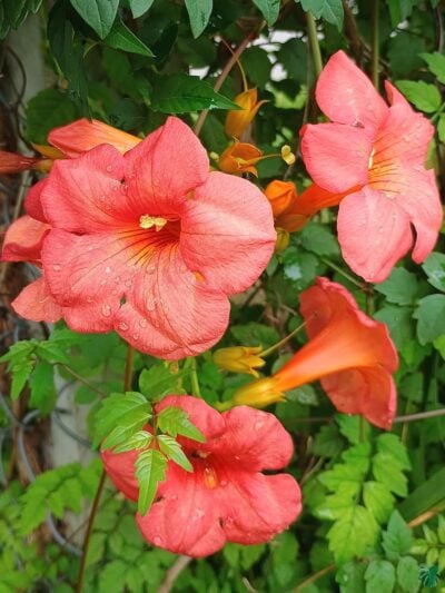 Chinese-Trumpet-Vine-Campsis-Grandiflora-3x4-Product-Peppyflora-01-c-Moz