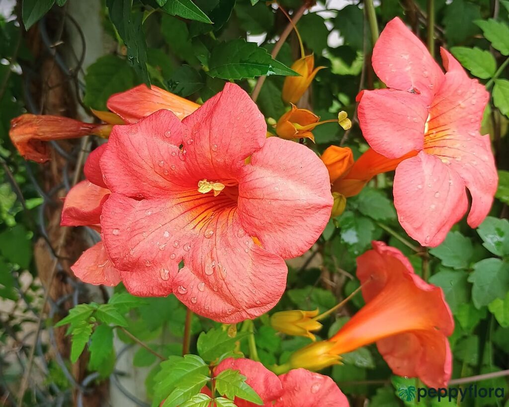 Chinese Trumpet Vine Campsis Grandiflora Product Peppyflora 02 Moz