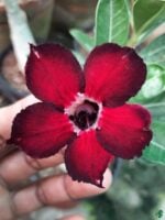 Grafted-Adenium-Bonsai-Single-Petal-Peppy-Red-PFR207-3x4-Product-Peppyflora-01-a-Moz