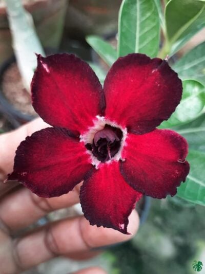 Grafted-Adenium-Bonsai-Single-Petal-Peppy-Red-Pfr207-3X4-Product-Peppyflora-01-A-Moz