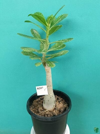 Grafted-Adenium-Bonsai-Single-Petal-Peppy-Red-PFR207-3x4-Product-Peppyflora-01-b-Moz