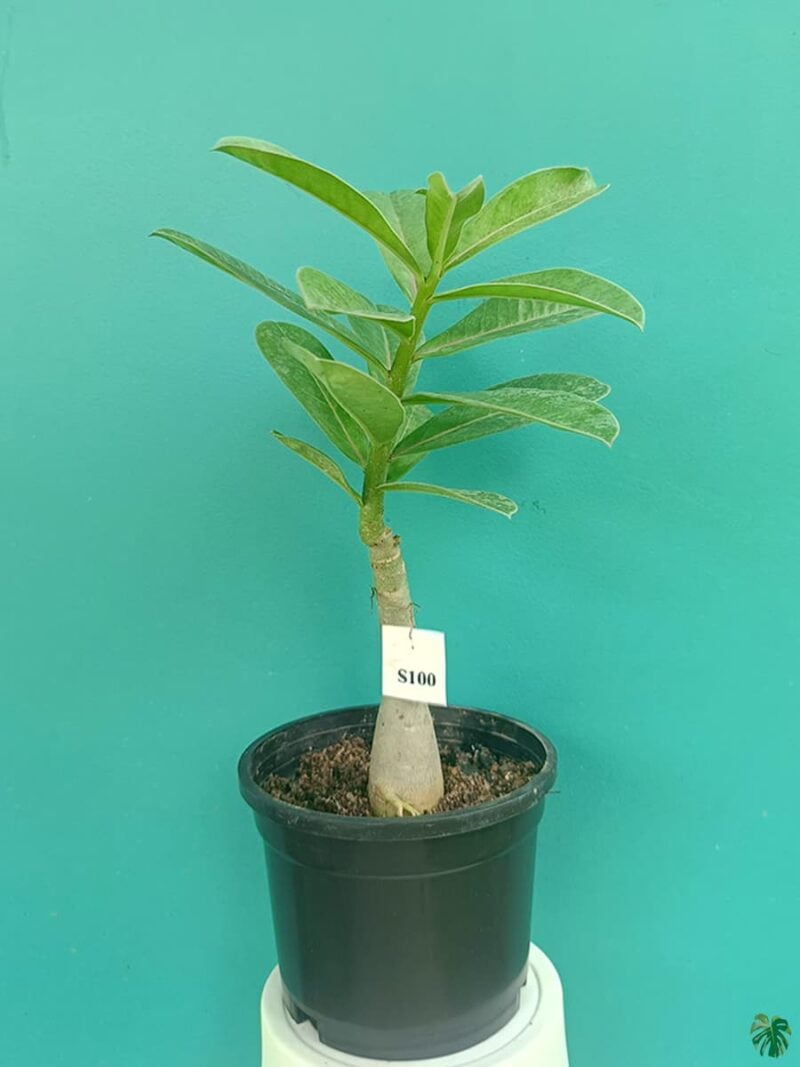 Grafted-Adenium-Bonsai-Single-Petal-Royal-Red-PFS100-3x4-Product-Peppyflora-01-a-Moz