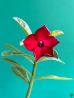 Grafted-Adenium-Bonsai-Single-Petal-Royal-Red-PFS100-3x4-Product-Peppyflora-01-b-Moz