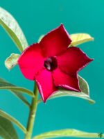 Grafted-Adenium-Bonsai-Single-Petal-Royal-Red-PFS100-3x4-Product-Peppyflora-01-c-Moz