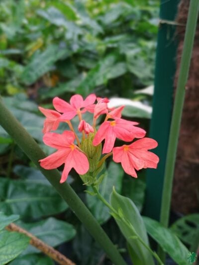 Kanakambaram-Red-Crossandra-Nile Queen-3x4-Product-Peppyflora-01-b-Moz