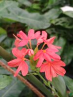 Kanakambaram-Red-Crossandra-Nile Queen-3x4-Product-Peppyflora-01-c-Moz