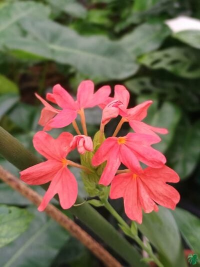 Kanakambaram Red Crossandra Nile Queen 3X4 Product Peppyflora 01 C Moz