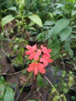 Kanakambaram-Red-Crossandra-Nile Queen-3x4-Product-Peppyflora-01-d-Moz