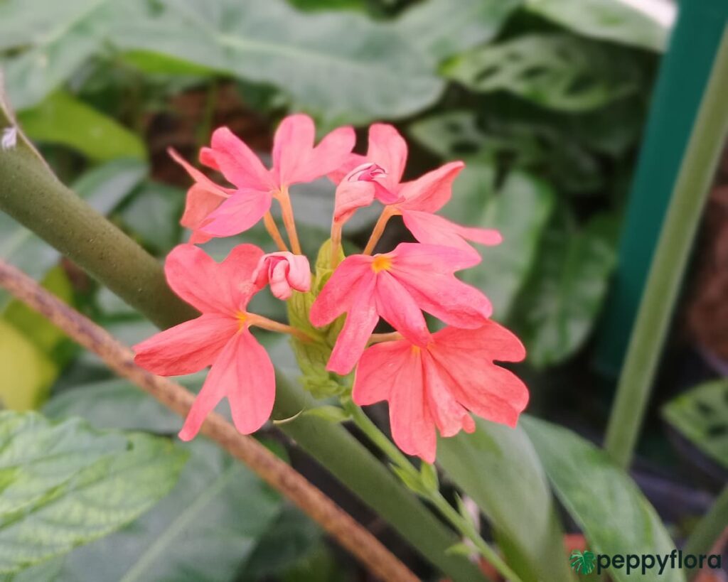 Kanakambaram Red Crossandra Nile Queen Product Peppyflora 02 Moz