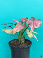 Syngonium-Pink-Perfection-3x4-Product-Peppyflora-01-a-Moz