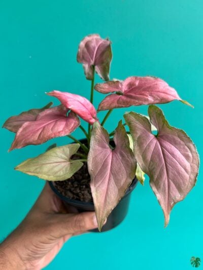 Syngonium-Pink-Perfection-3x4-Product-Peppyflora-01-b-Moz