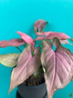 Syngonium-Pink-Perfection-3x4-Product-Peppyflora-01-c-Moz