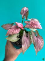 Syngonium-Pink-Perfection-3x4-Product-Peppyflora-01-d-Moz