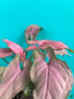 Syngonium-Pink-Perfection-3x4-Product-Peppyflora-01-e-Moz