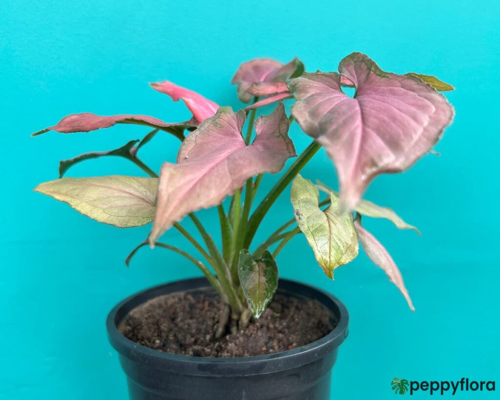 Syngonium Pink Perfection Product Peppyflora 02 Moz