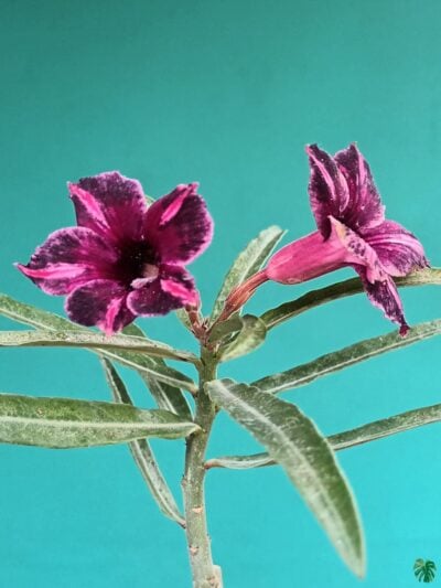 Grafted Adenium Bonsai Single Petal Tricolour Pansy Purple Pfs74 3X4 Product Peppyflora 01 A Moz