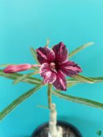 Grafted-Adenium-Bonsai-Single-Petal-Tricolour-Pansy-Purple-PFS74-3x4-Product-Peppyflora-01-b-Moz