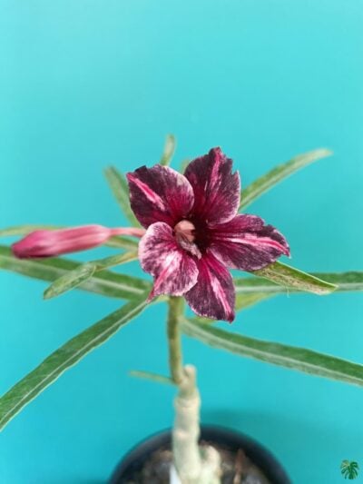 Grafted Adenium Bonsai Single Petal Tricolour Pansy Purple Pfs74 3X4 Product Peppyflora 01 B Moz