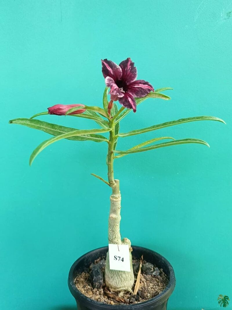 Grafted-Adenium-Bonsai-Single-Petal-Tricolour-Pansy-Purple-PFS74-3x4-Product-Peppyflora-01-c-Moz