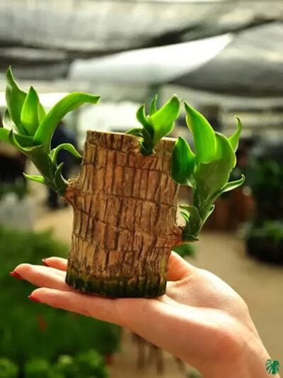 Lucky-Brazilian-Wood-Plant-3X4-Product-Peppyflora-01-A-Moz