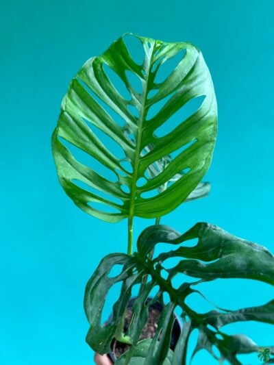 Monstera Laniata 3X4 Product Peppyflora 01 A Moz