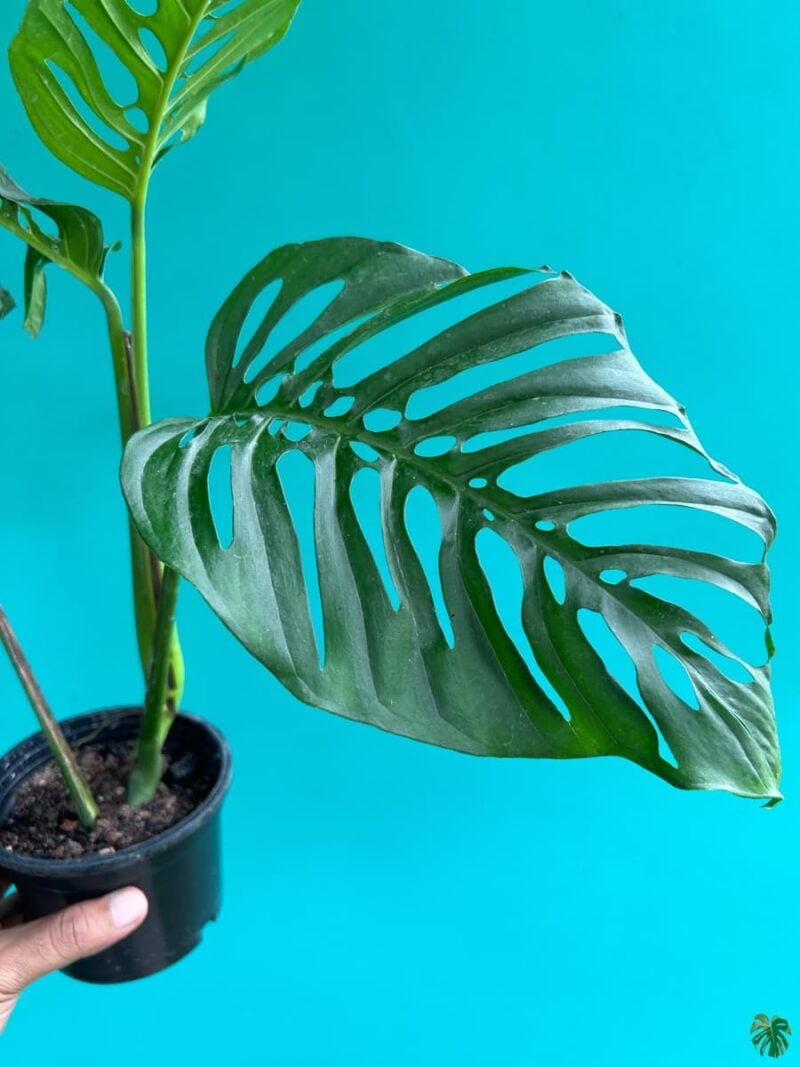 Monstera-Laniata-3x4-Product-Peppyflora-01-c-Moz