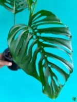 Monstera-Laniata-3x4-Product-Peppyflora-01-d-Moz