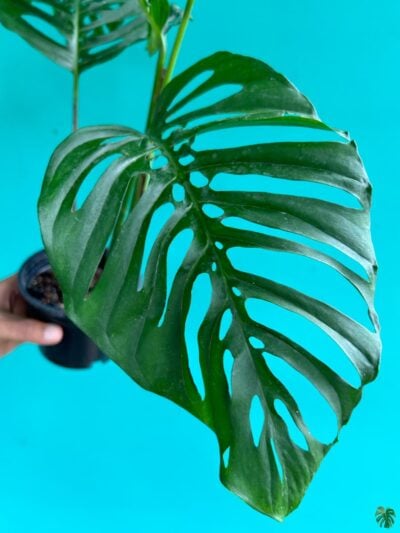 Monstera-Laniata-3X4-Product-Peppyflora-01-D-Moz