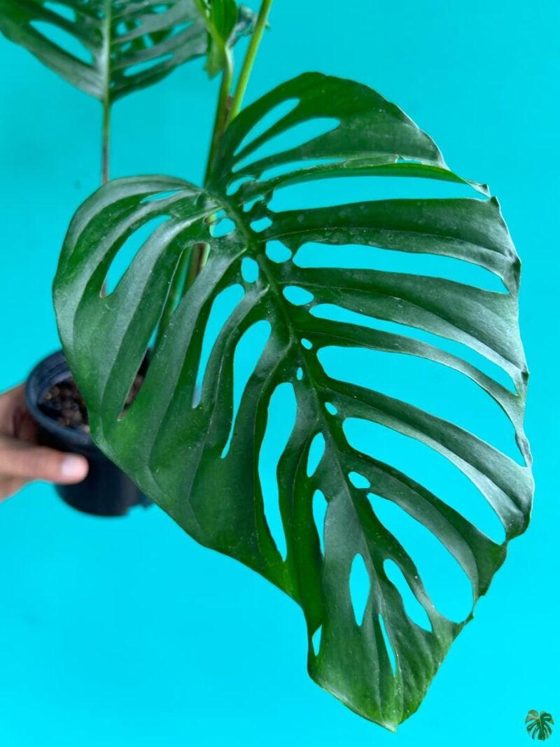 Monstera Laniata 3X4 Product Peppyflora 01 D Moz