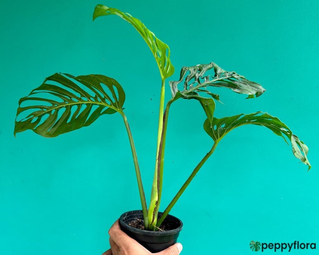 Monstera Laniata Product Peppyflora 02 Moz