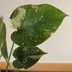 monstera-thai-constellation-peppyflora-featured-review-01