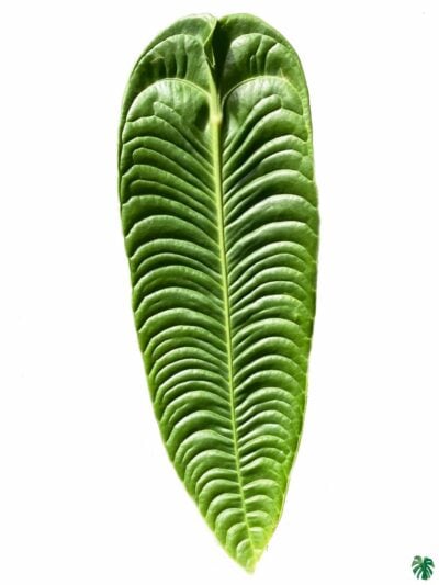 King-Anthurium-Veitchii-Super-Narrow-Form-3x4-Product-Peppyflora-01-c-Moz