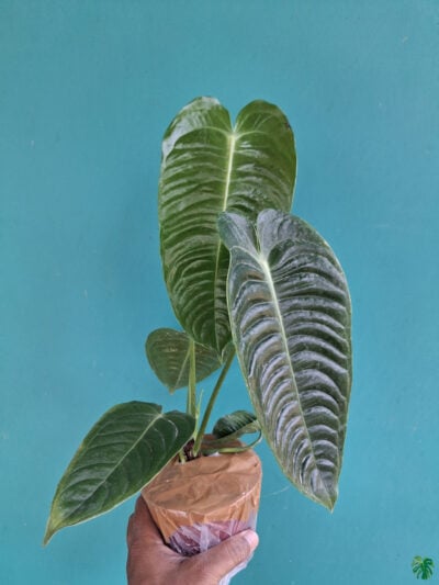 King-Anthurium-Veitchii-Super-Narrow-Form-3x4-Product-Peppyflora-01-e