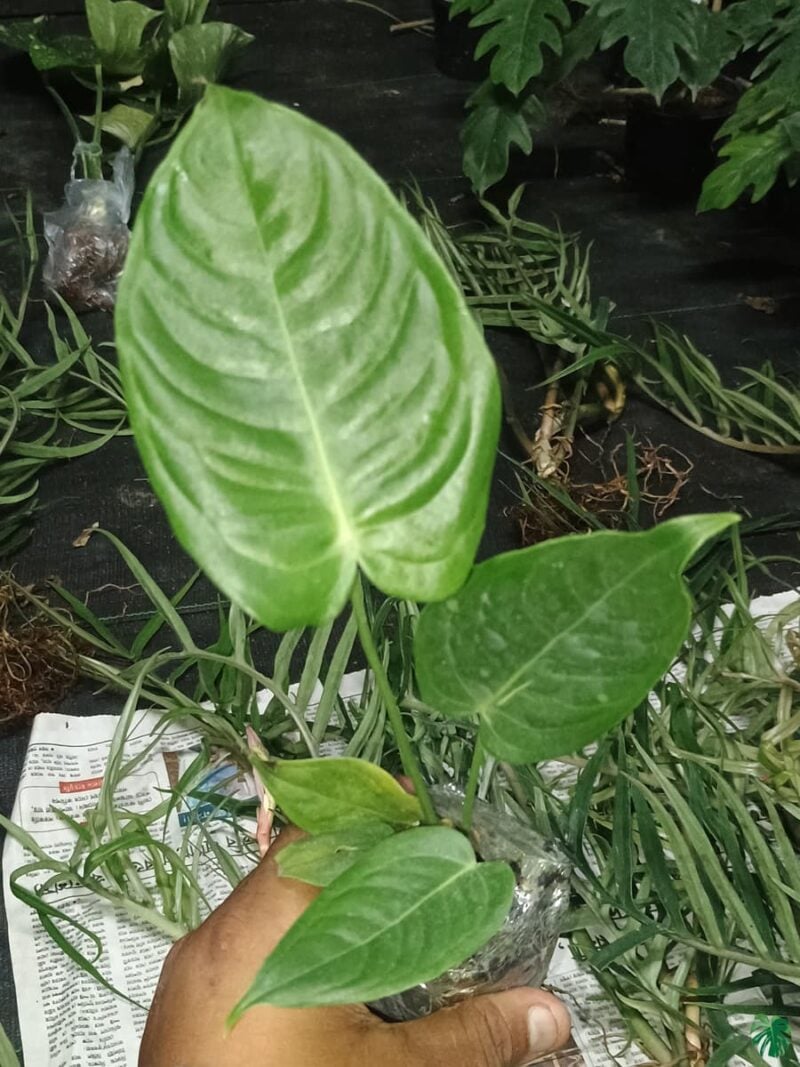 King-Anthurium-Veitchii-Super-Narrow-Form-3x4-Product-Peppyflora-01-e-Moz