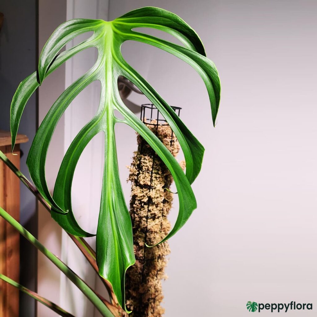 Monstera-Burle-Marx-Flame-Product-Peppyflora-02-Moz