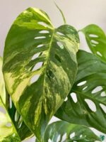 Monstera-Laniata-Variegated-3x4-Product-Peppyflora-01-a-Moz