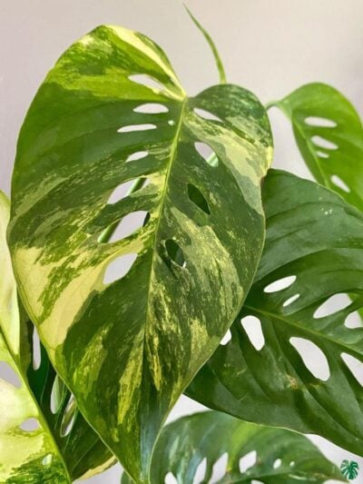 Monstera-Laniata-Variegated-3X4-Product-Peppyflora-01-A-Moz