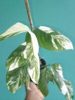 Monstera-Laniata-Variegated-3x4-Product-Peppyflora-01-c-Moz