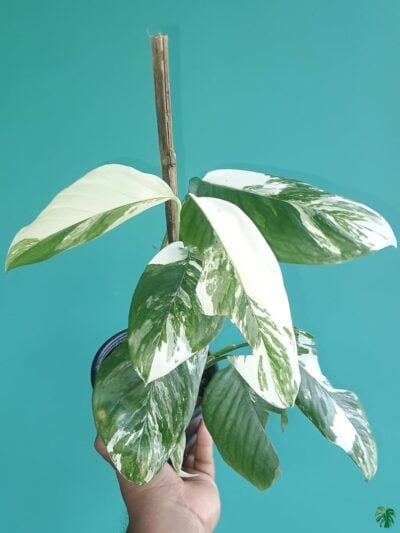 Monstera-Laniata-Variegated-3x4-Product-Peppyflora-01-d-Moz