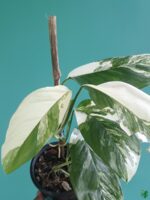 Monstera-Laniata-Variegated-3x4-Product-Peppyflora-01-e-Moz