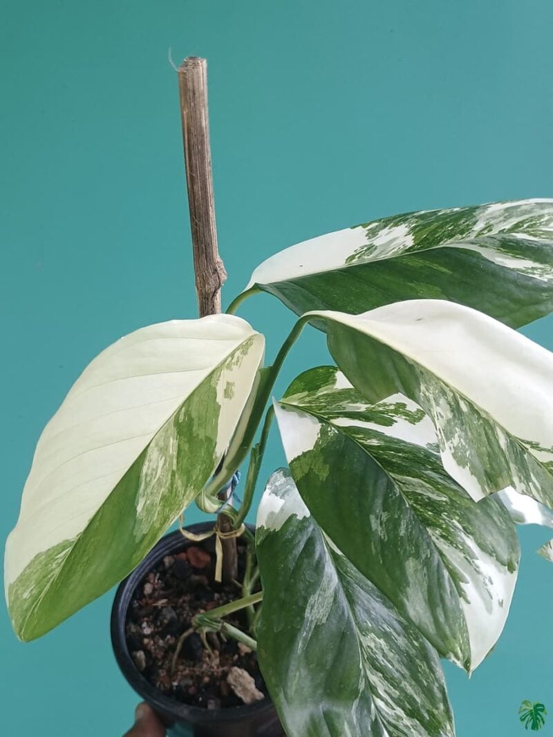 Monstera-Laniata-Variegated-3x4-Product-Peppyflora-01-e-Moz