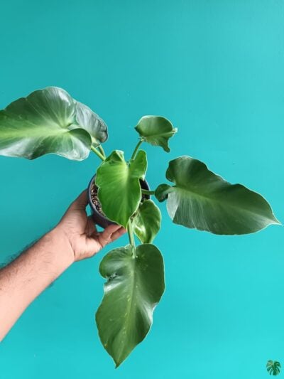 Philodendron Rugosum Aberrant Form 3X4 Product Peppyflora 01 C Moz