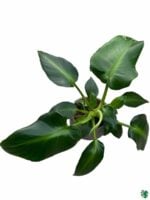 Philodendron-Rugosum-Aberrant-Form-3x4-Product-Peppyflora-01-d-Moz