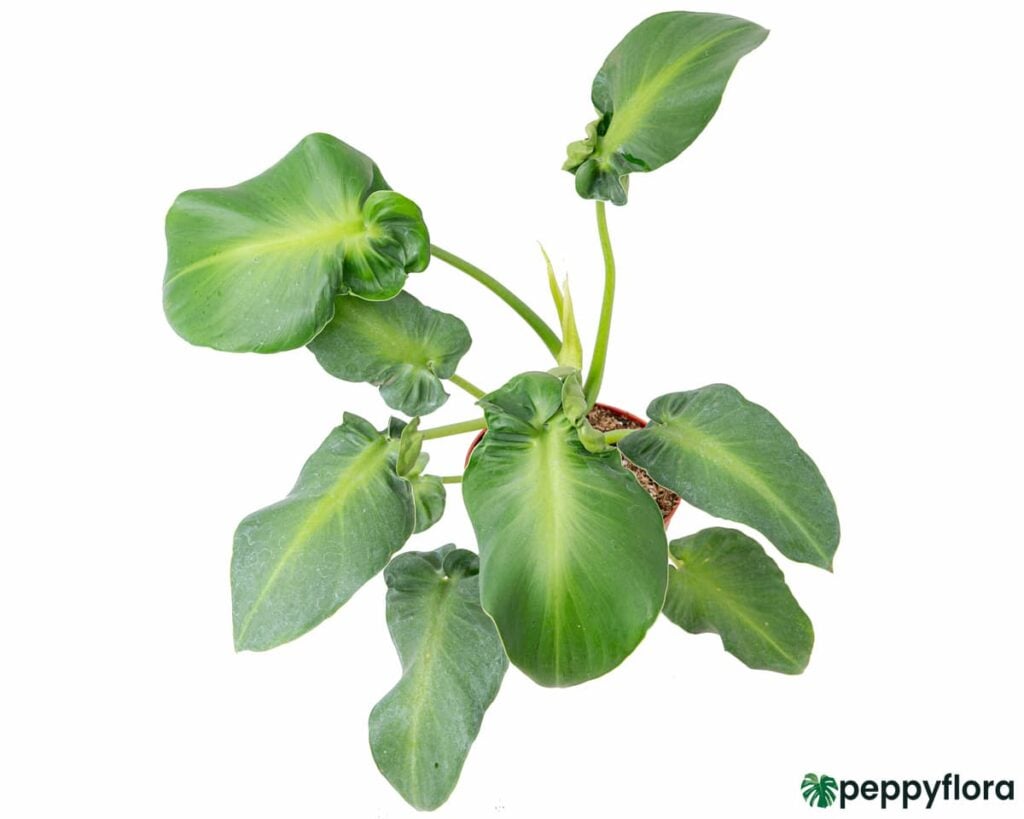 Philodendron Rugosum Aberrant Form Product Peppyflora 02 Moz